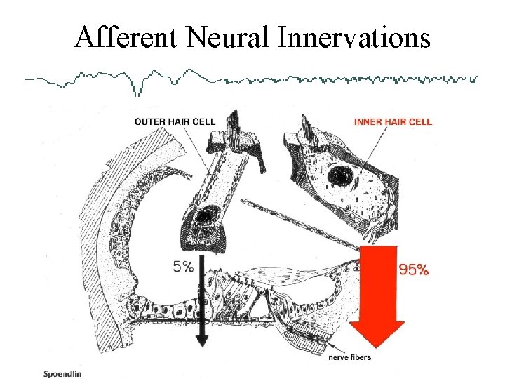 Afferent Neural Innervations 