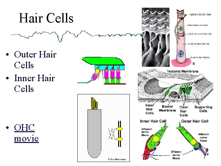 Hair Cells • Outer Hair Cells • Inner Hair Cells • OHC movie 