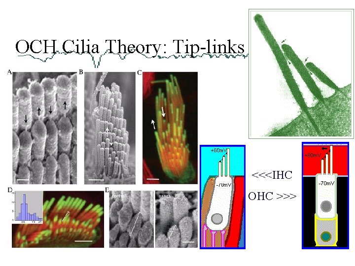 OCH Cilia Theory: Tip-links <<<IHC OHC >>> 