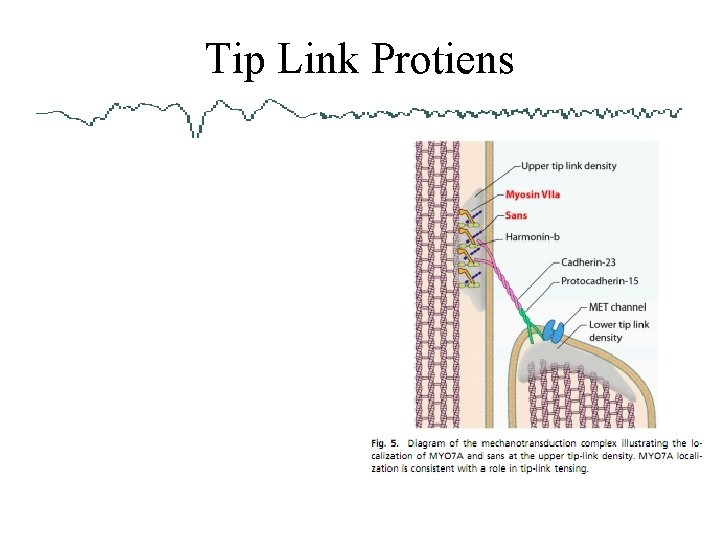 Tip Link Protiens 