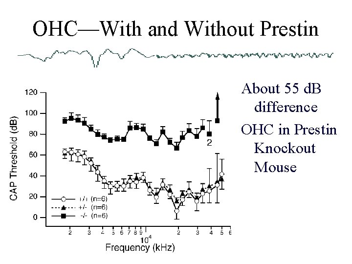 OHC—With and Without Prestin About 55 d. B difference OHC in Prestin Knockout Mouse