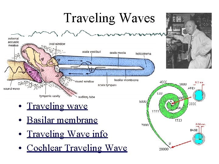 Traveling Waves • • Traveling wave Basilar membrane Traveling Wave info Cochlear Traveling Wave