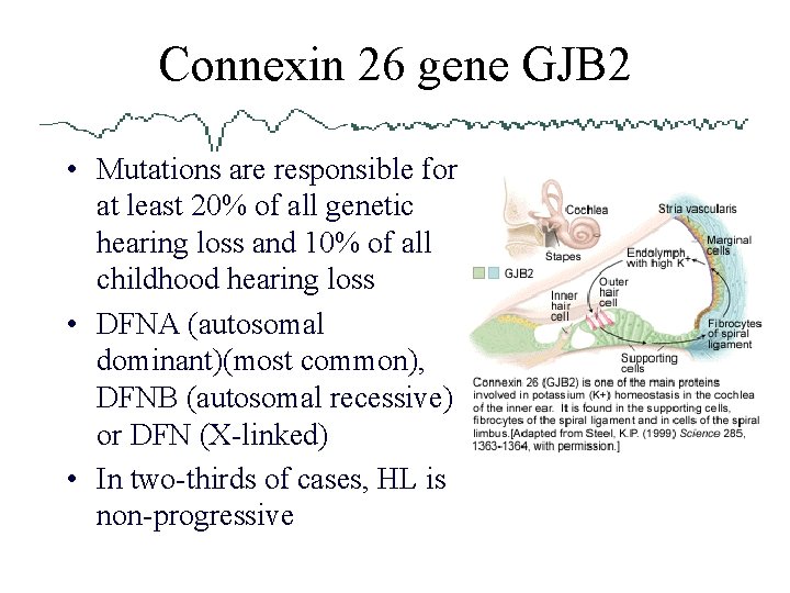 Connexin 26 gene GJB 2 • Mutations are responsible for at least 20% of