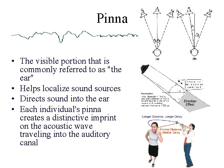 Pinna • The visible portion that is commonly referred to as "the ear" •