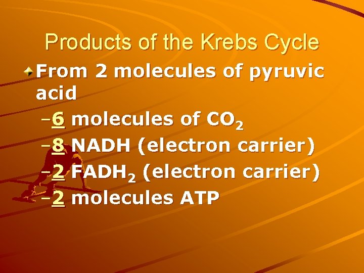 Products of the Krebs Cycle From 2 molecules of pyruvic acid – 6 molecules