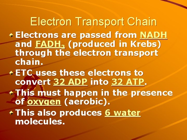 Electron Transport Chain Electrons are passed from NADH and FADH 2 (produced in Krebs)