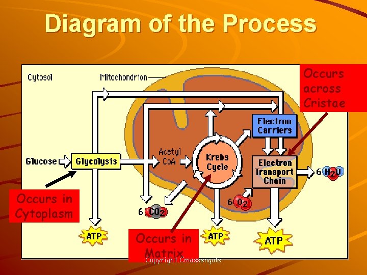 Diagram of the Process Occurs across Cristae Occurs in Cytoplasm Occurs in Matrix Copyright