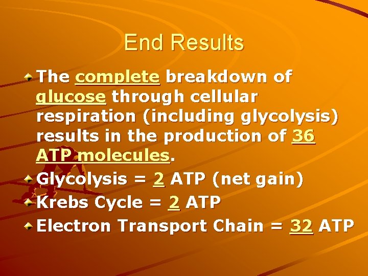 End Results The complete breakdown of glucose through cellular respiration (including glycolysis) results in