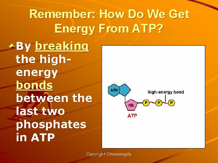 Remember: How Do We Get Energy From ATP? By breaking the highenergy bonds between