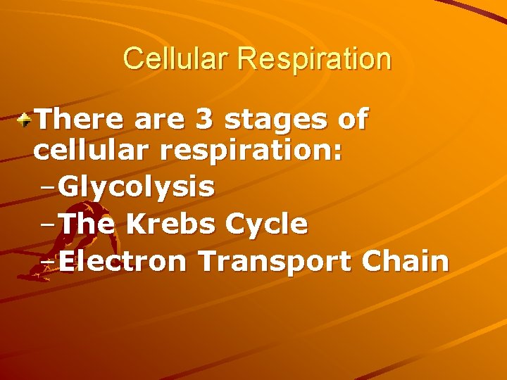 Cellular Respiration There are 3 stages of cellular respiration: –Glycolysis –The Krebs Cycle –Electron