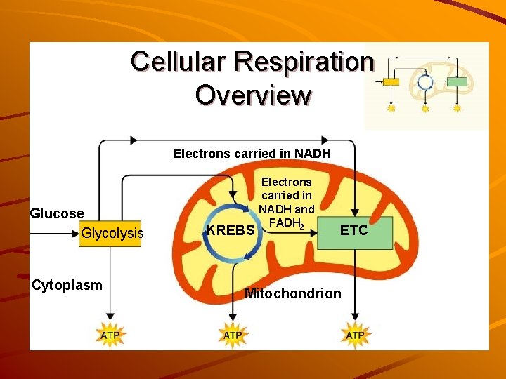 Cellular Respiration Overview Mitochondrion Electrons carried in NADH Glucose Glycolysis Cytoplasm Pyruvic acid KREBS