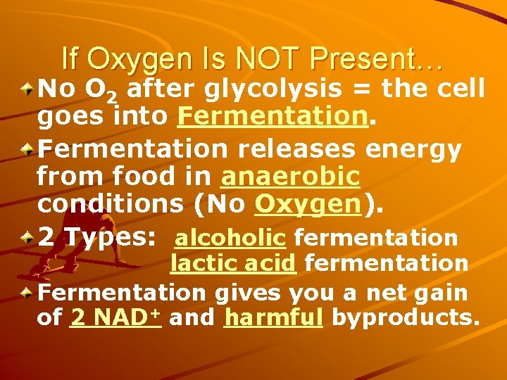 If Oxygen Is NOT Present… No O 2 after glycolysis = the cell goes