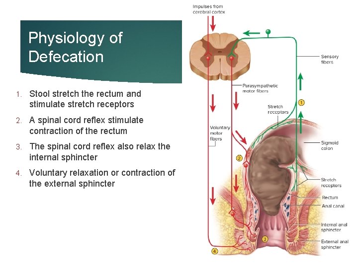 Physiology of Defecation 1. Stool stretch the rectum and stimulate stretch receptors 2. A