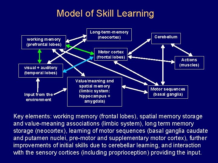 Model of Skill Learning working memory (prefrontal lobes) Long-term-memory (neocortex) Motor cortex (frontal lobes)
