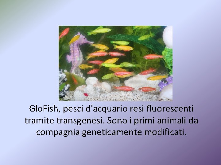Glo. Fish, pesci d'acquario resi fluorescenti tramite transgenesi. Sono i primi animali da compagnia