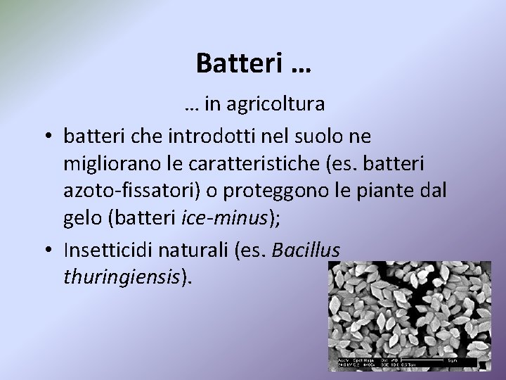 Batteri … … in agricoltura • batteri che introdotti nel suolo ne migliorano le