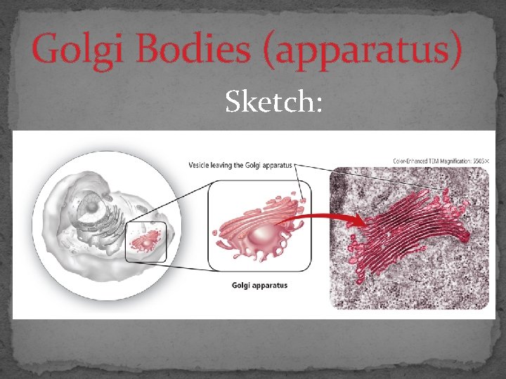 Golgi Bodies (apparatus) Sketch: 