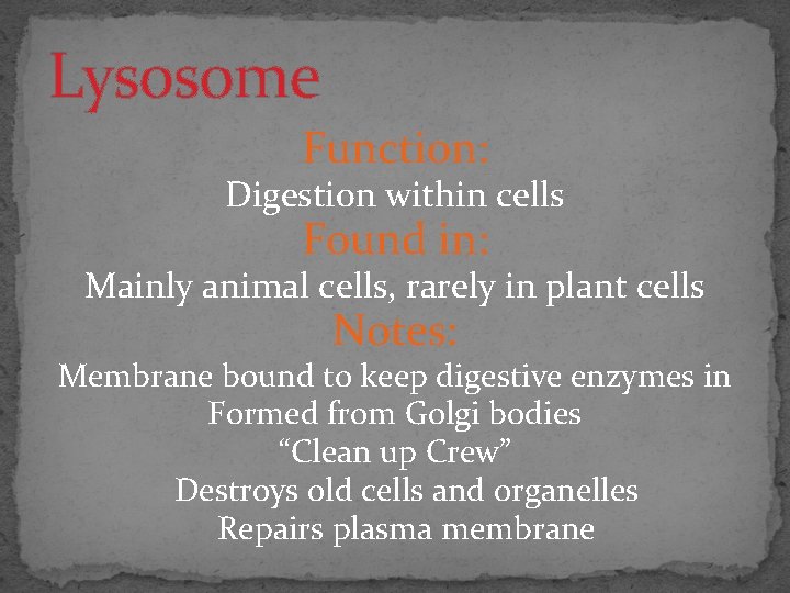 Lysosome Function: Digestion within cells Found in: Mainly animal cells, rarely in plant cells