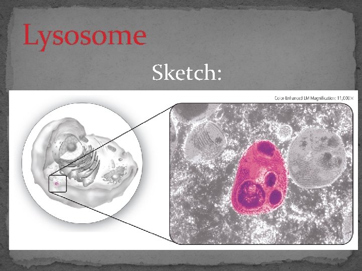 Lysosome Sketch: 