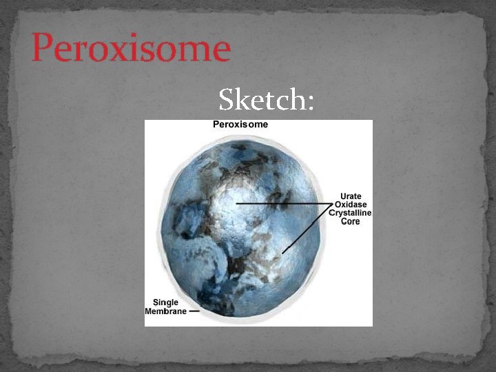 Peroxisome Sketch: 