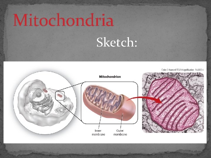 Mitochondria Sketch: 