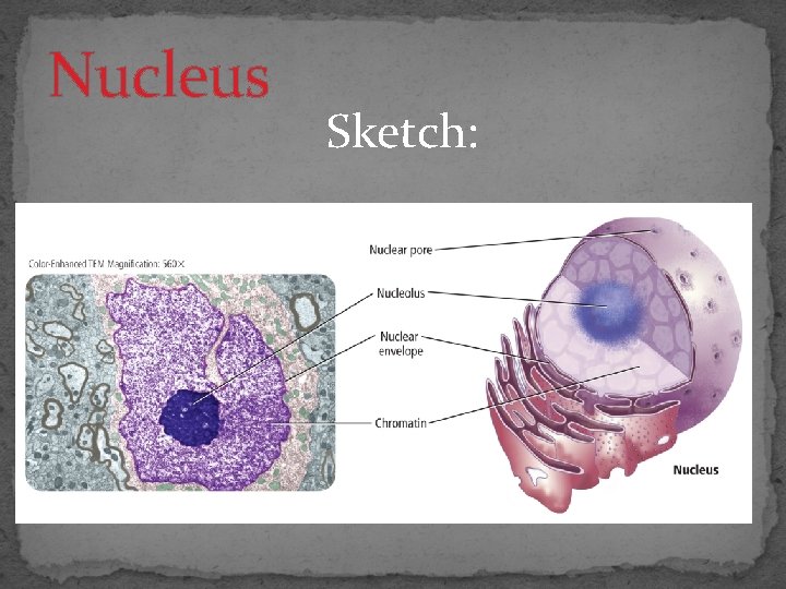 Nucleus Sketch: 