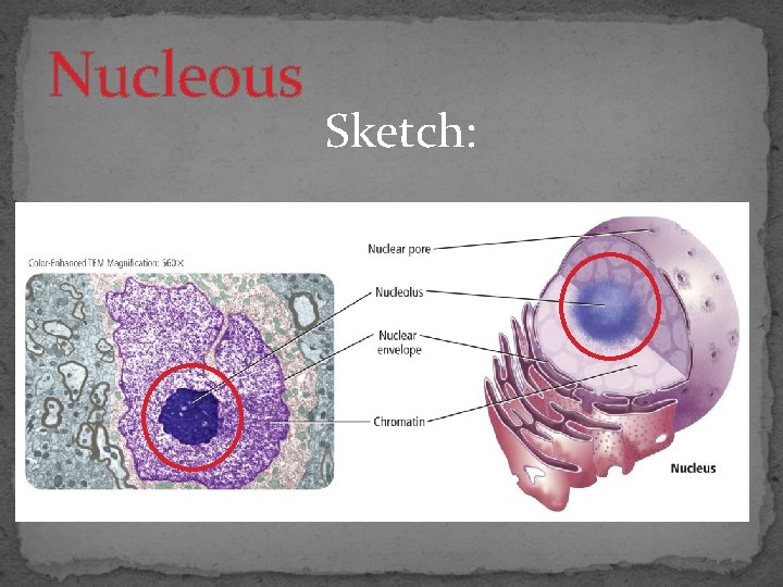 Nucleous Sketch: 