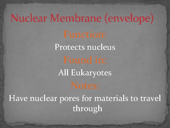 Nuclear Membrane (envelope) Function: Protects nucleus Found in: All Eukaryotes Notes: Have nuclear pores