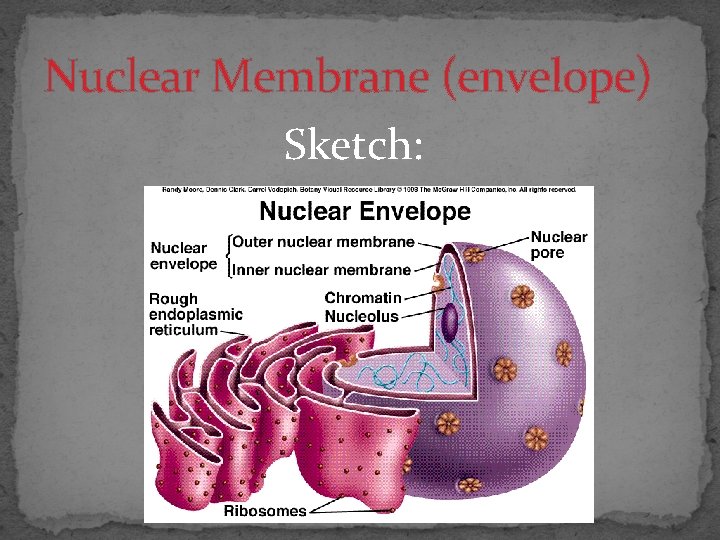 Nuclear Membrane (envelope) Sketch: 