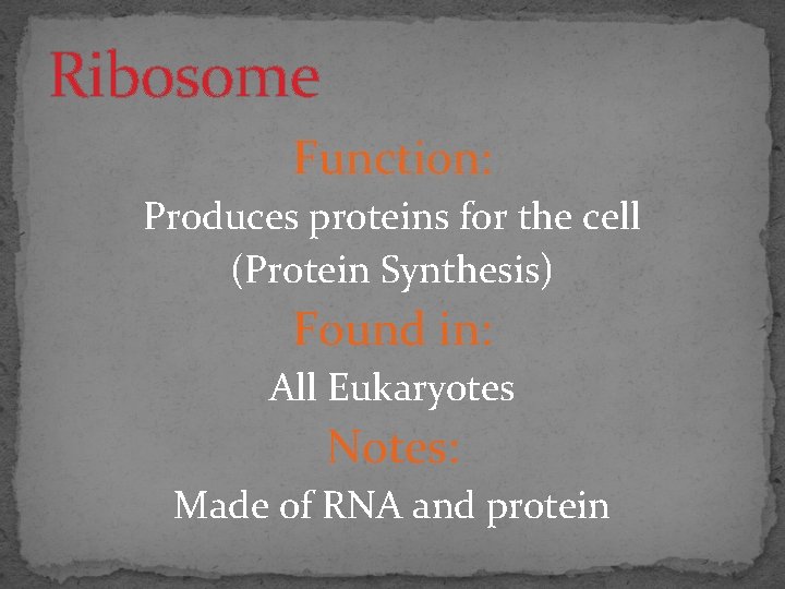 Ribosome Function: Produces proteins for the cell (Protein Synthesis) Found in: All Eukaryotes Notes: