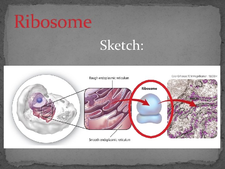 Ribosome Sketch: 