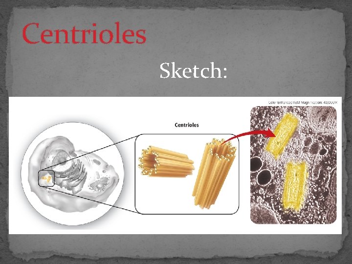 Centrioles Sketch: 