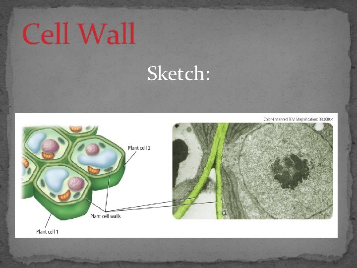 Cell Wall Sketch: 