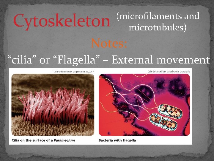 Cytoskeleton (microfilaments and microtubules) Notes: “cilia” or “Flagella” – External movement 