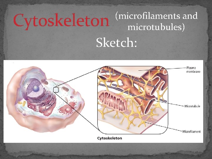 Cytoskeleton (microfilaments and microtubules) Sketch: 