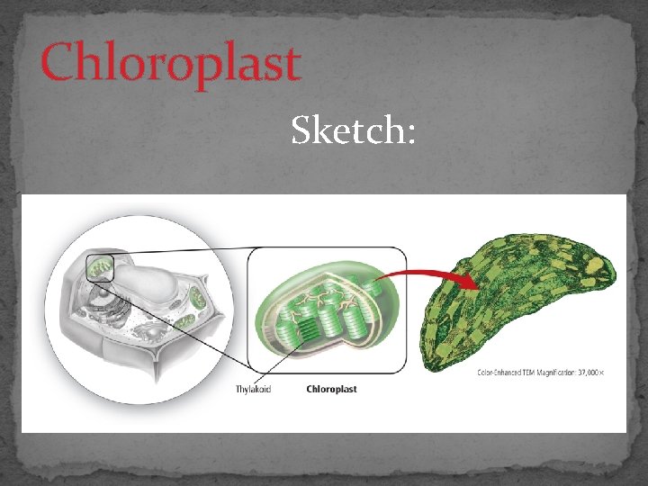Chloroplast Sketch: 