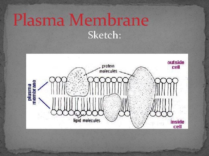 Plasma Membrane Sketch: 
