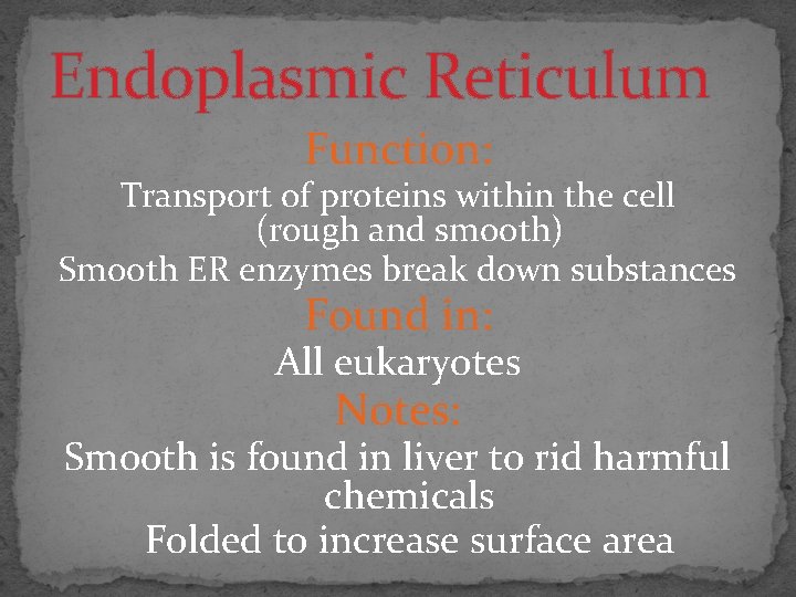 Endoplasmic Reticulum Function: Transport of proteins within the cell (rough and smooth) Smooth ER