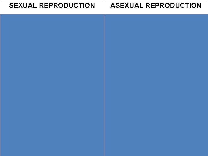 SEXUAL REPRODUCTION ASEXUAL REPRODUCTION Result of meiosis Result of mitosis Genetically unique offspring Genetically