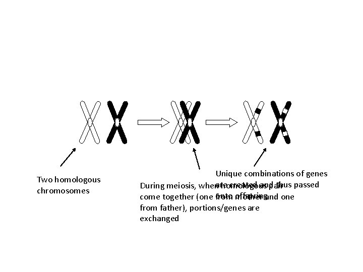 Two homologous chromosomes Unique combinations of genes created and thus passed During meiosis, whenare