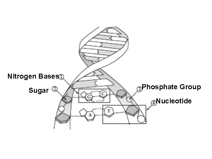 Nitrogen Bases Sugar Phosphate Group Nucleotide 