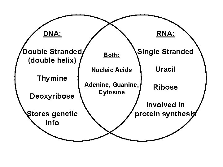 DNA: Double Stranded (double helix) Thymine Deoxyribose Stores genetic info RNA: Both: Single Stranded