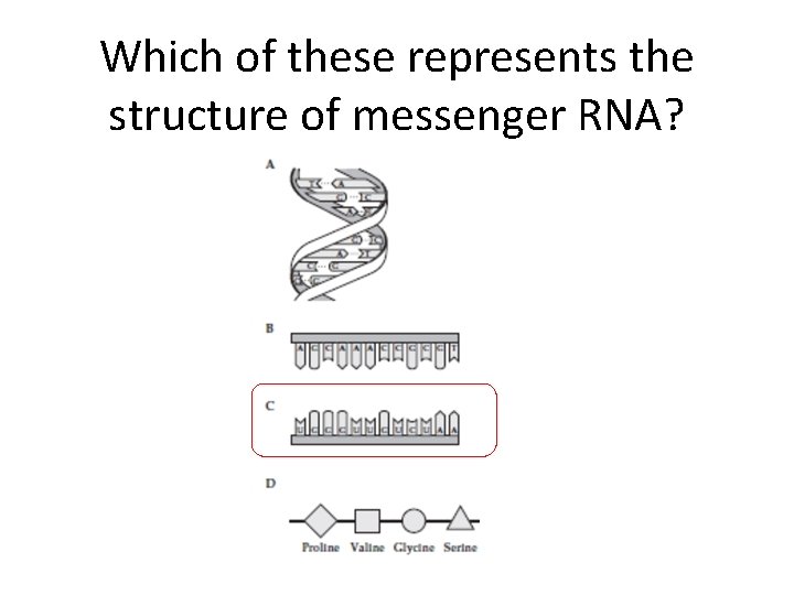 Which of these represents the structure of messenger RNA? 