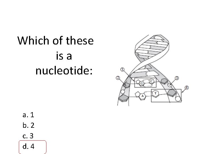 Which of these is a nucleotide: a. 1 b. 2 c. 3 d. 4