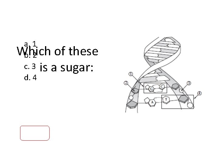 a. 1 Which of these b. 2 c. 3 is a sugar: d. 4