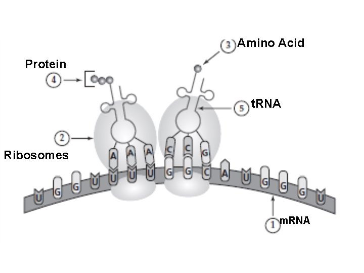 Amino Acid Protein t. RNA Ribosomes m. RNA 