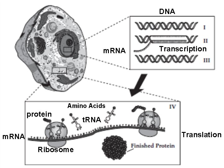 DNA m. RNA Transcription Amino Acids protein t. RNA Translation m. RNA Ribosome 