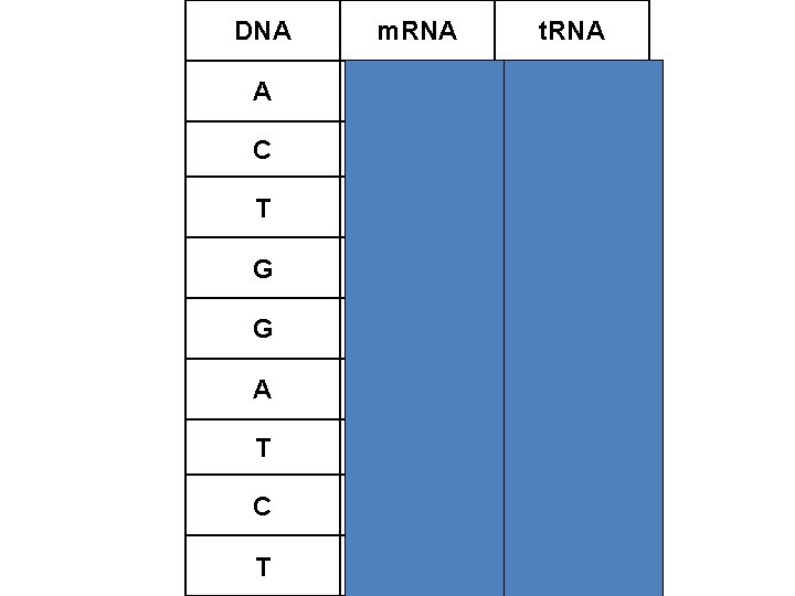 DNA m. RNA t. RNA A U A C G C T A U