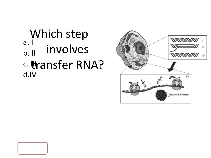 Which step a. I b. II involves c. III transfer RNA? d. IV 