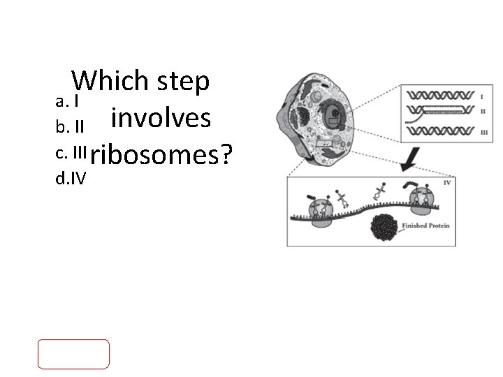 Which step a. I b. II involves c. III ribosomes? d. IV 